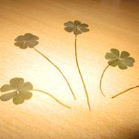 四叶草清新的微信头像_属于四叶草的陪伴