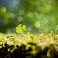 四叶草清新的微信头像_属于四叶草的陪伴