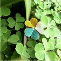 四叶草清新的微信头像_属于四叶草的陪伴