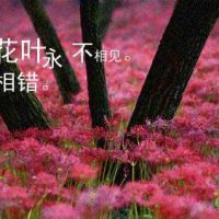 彼岸花头像 记忆中的美好回忆