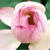 微信荷花头像图片 好看的微信头像荷花图片