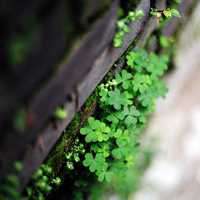 四叶草清新的微信头像_属于四叶草的陪伴