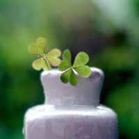 四叶草清新的微信头像_属于四叶草的陪伴