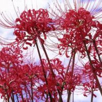 彼岸花头像 记忆中的美好回忆