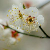 好看清香的梅花花瓣图片头像素材