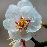 好看清香的梅花花瓣图片头像素材