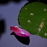 微信荷花头像图片 好看的微信头像荷花图片