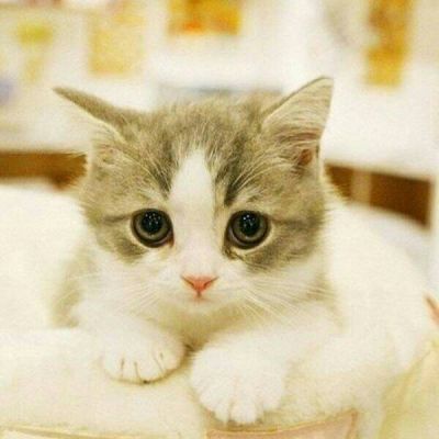 好看可爱小猫咪蠢萌吧唧滴