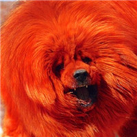 藏獒头像_西藏獒犬