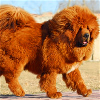 藏獒头像_西藏獒犬