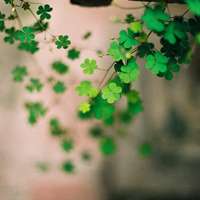 四叶草清新的微信头像_属于四叶草的陪伴