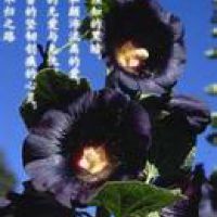 彼岸花头像 记忆中的美好回忆