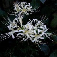 彼岸花头像 记忆中的美好回忆