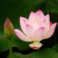 微信荷花头像图片 好看的微信头像荷花图片