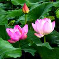 微信荷花头像图片 好看的微信头像荷花图片