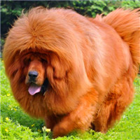 藏獒头像_西藏獒犬