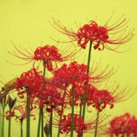 彼岸花头像 记忆中的美好回忆