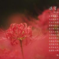 彼岸花头像 记忆中的美好回忆