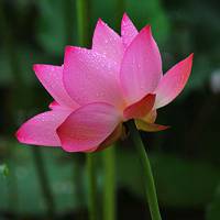 微信荷花头像图片 好看的微信头像荷花图片