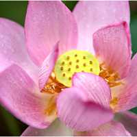 微信荷花头像图片 好看的微信头像荷花图片