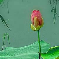 微信荷花头像图片 好看的微信头像荷花图片