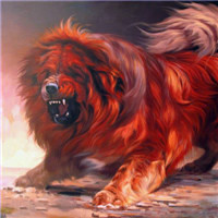 藏獒头像_西藏獒犬