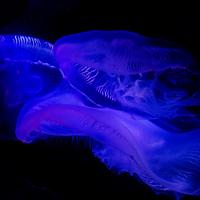 水母头像图片大全