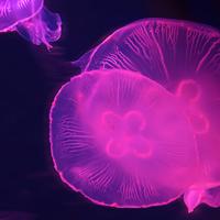 水母头像图片大全