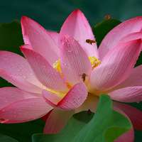 微信荷花头像图片 好看的微信头像荷花图片