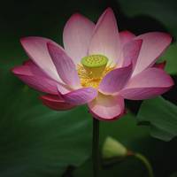 微信荷花头像图片 好看的微信头像荷花图片