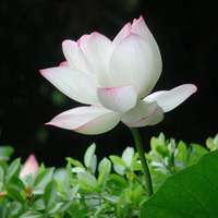 微信荷花头像图片 好看的微信头像荷花图片