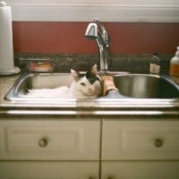 意境猫咪头像 淘气作可爱状的小猫咪