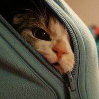意境猫咪头像 淘气作可爱状的小猫咪
