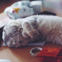 意境猫咪头像 淘气作可爱状的小猫咪