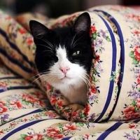 意境猫咪头像 淘气作可爱状的小猫咪