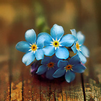 淡雅花微信头像 简约淡雅的花