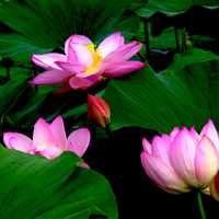 微信荷花头像图片 好看的微信头像荷花图片