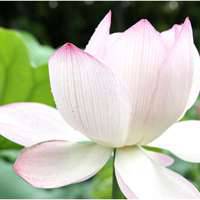 微信荷花头像图片 好看的微信头像荷花图片