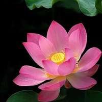 微信荷花头像图片 好看的微信头像荷花图片