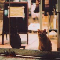 意境猫咪头像 淘气作可爱状的小猫咪