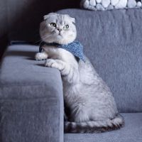 意境猫咪头像 淘气作可爱状的小猫咪