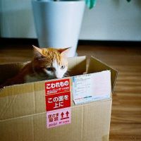 意境猫咪头像 淘气作可爱状的小猫咪