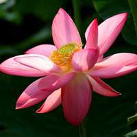 微信荷花头像图片 好看的微信头像荷花图片