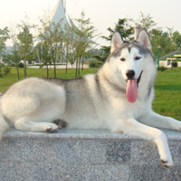 搞怪可爱又萌的二哈哈士奇头像图片