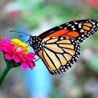 花朵蝴蝶头像_微信头像蝴蝶落在花上的照片