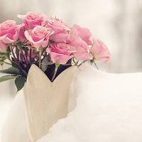 好看清新又美丽的花儿图片头像