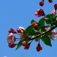 海棠花微信头像 温和美丽的海棠花