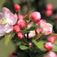 海棠花微信头像 温和美丽的海棠花