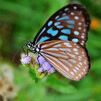 花朵蝴蝶头像_微信头像蝴蝶落在花上的照片