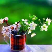 好看清新又美丽的花儿图片头像